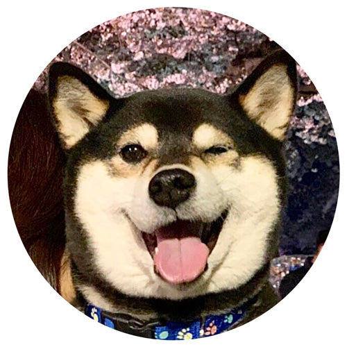 黒柴KUMA