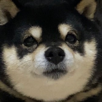 柴犬ナルト